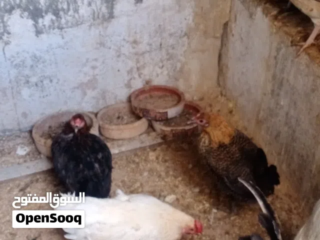 ست دجاجات وديك البذر البلدي الاصليه دجاج بياض ما شاء الله
