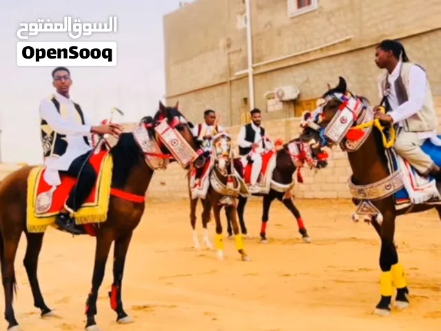 خيل حصان خيل