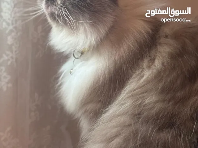 قطه هبي فيس