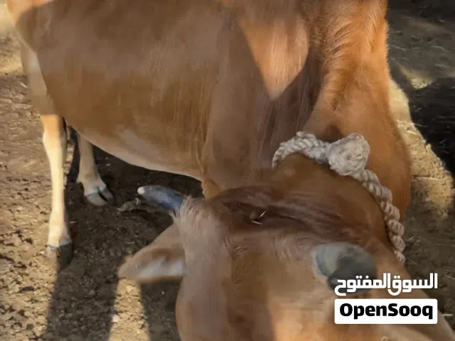 ابقار عمانية