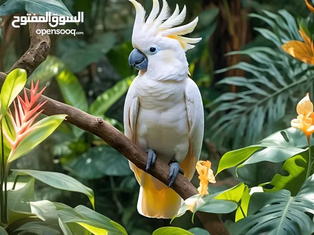مطلوب فراخ كوكتيل لاتينيو عمر15يوم ل20يوم بسعر مناسب في اربد فقط