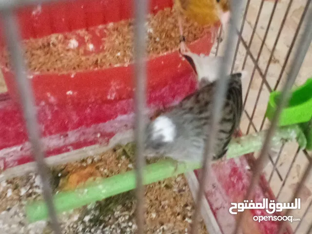 جوز شغلات بصلاة على النبي فحل سكني أبو فراخ وطيره نحاسي مقنبره