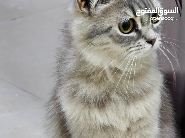 قطة انثى شرازيه العمر سنه
