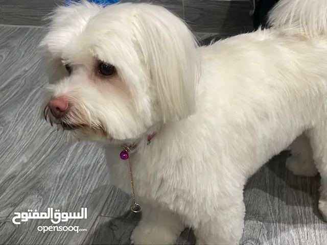 مكس بريد مالتيز