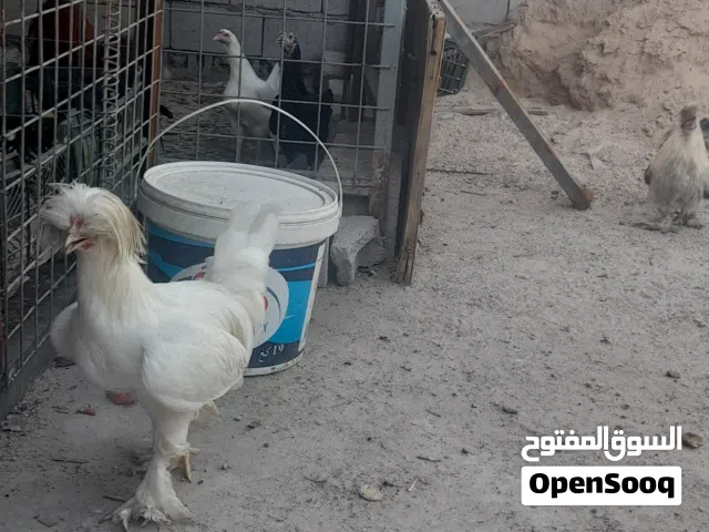 دجاج بولندي بوليش