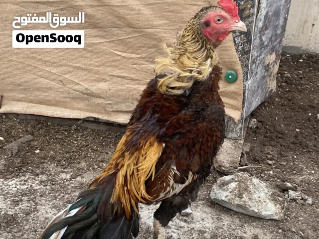 طير للبيع ماشاءالله طير ميه عل ميه موقع صلاله