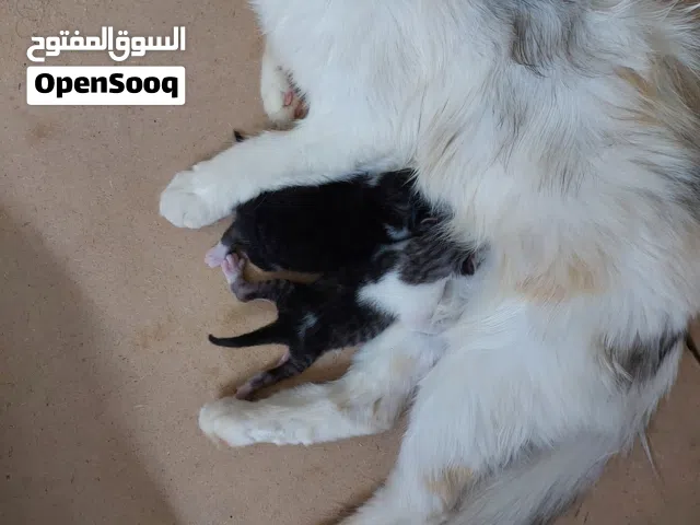قطه ام ولديها 2 قطط للتبني