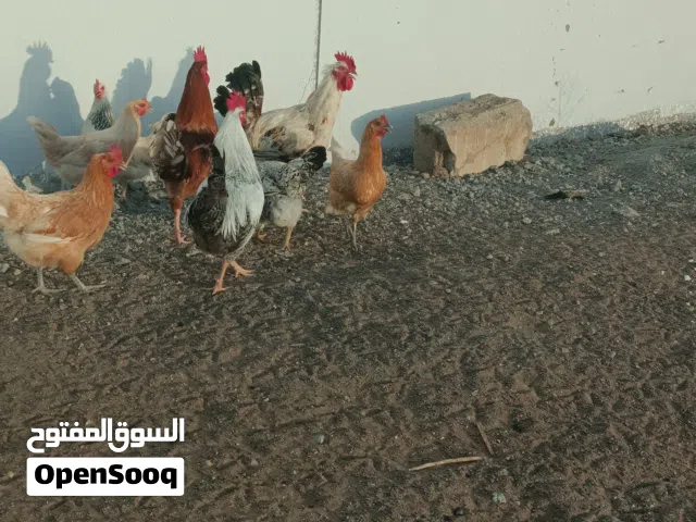 ديك  للبيع