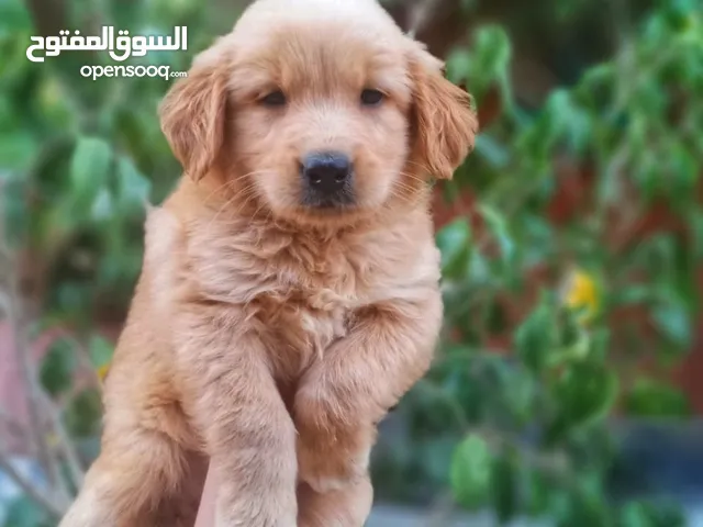 جولدن رتريفر