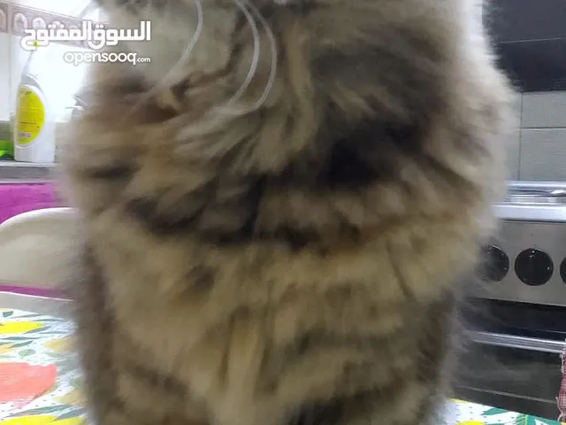 قطط للتبني بسبب السفر