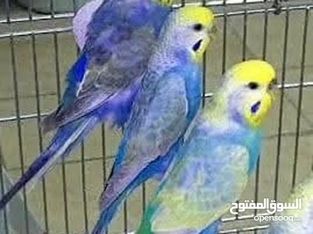 جواز رينبو ومخاليف رينبو اربد صما كل اشي اله سعره