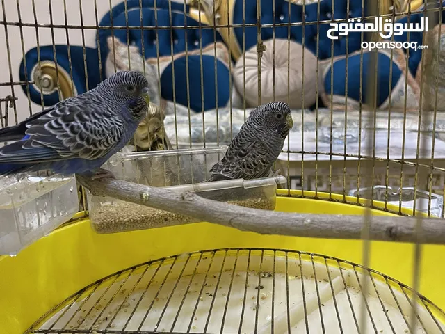طيور حب للبيع