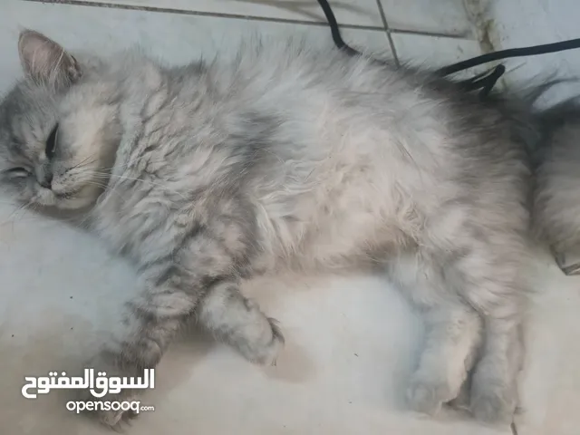 Perisan cat with 2 kittens