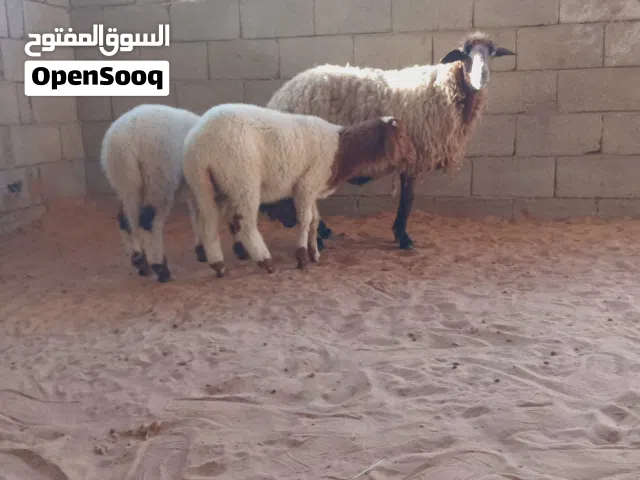 نعجة ثومية تحتها خروف وفطيمه...