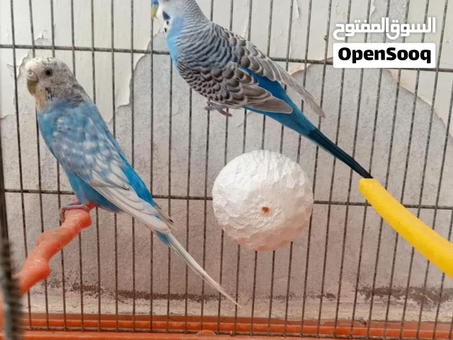 متوفر كوبية بنقلينو للبيع