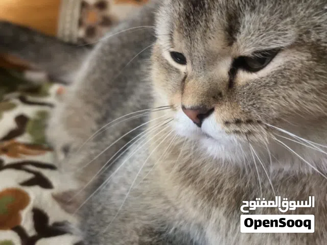السلام عليكم ورحمة الله وبركاته لتبني مجاني القطوا صحته أوكيه ما في ولا شي