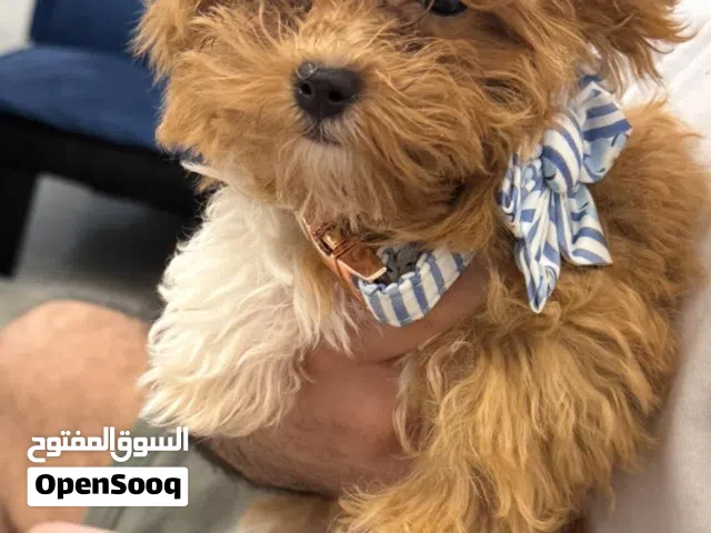 كلب مالتي بو