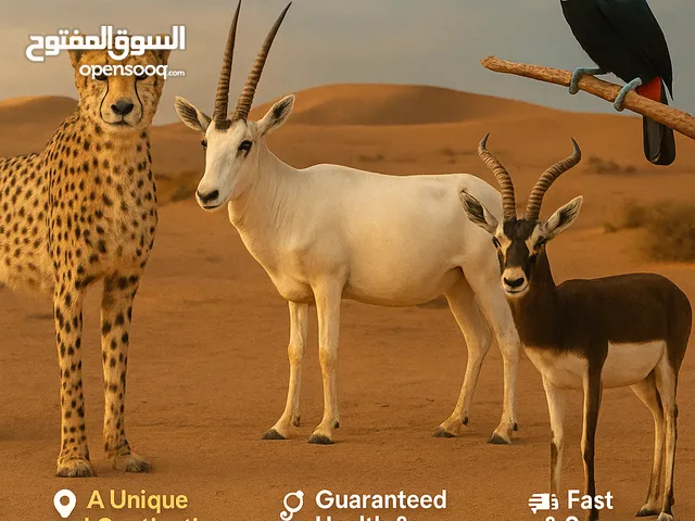 جميع الحيوانات البرية والطيور النادرة في مكان واحد