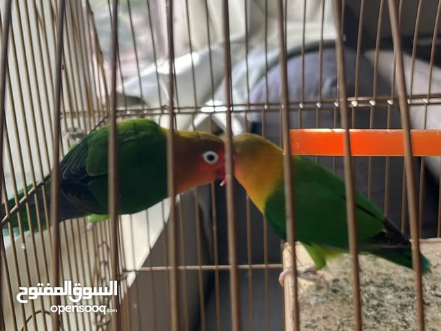 طيور الفيشر