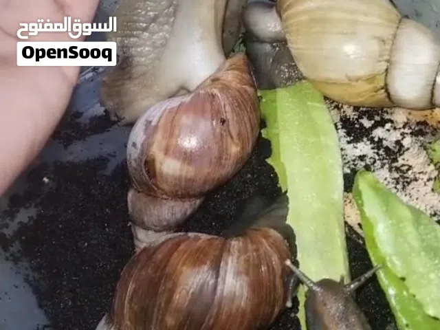 حلزون افريقي عملاق