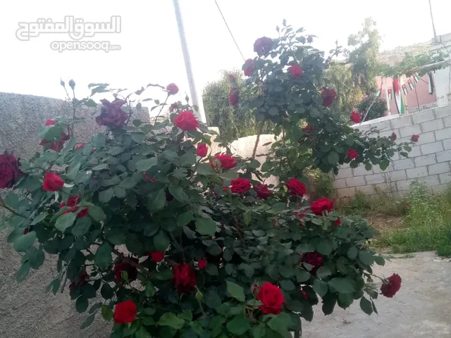 140 m2 4 Bedrooms Townhouse for Sale in Ajloun Other