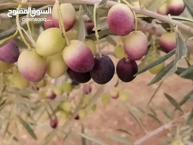 مؤيد حنون