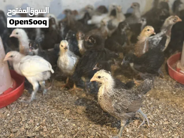 متوفو عتوق عمر شهو ونص المكان الخلة
