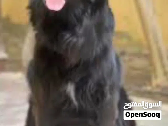 مطلوب كلب رتريفر ذكر