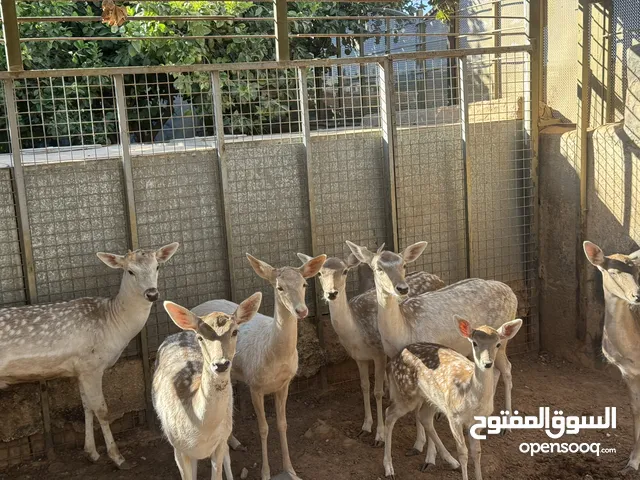 غزلان للبيع