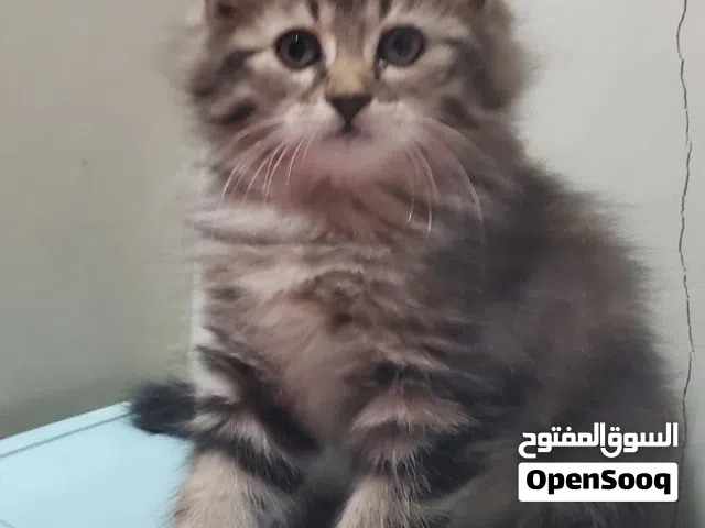 قط نوع شيرازي جميل العمر 3 اشهر