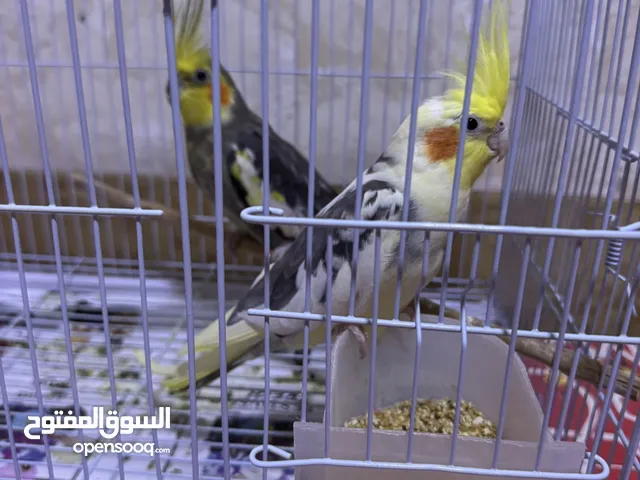 للبيع ذكرين كروان