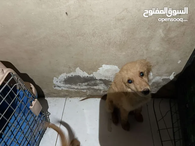 كلاب جولدن للبيع سعر خيالي