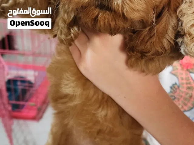 كلب كوكابو