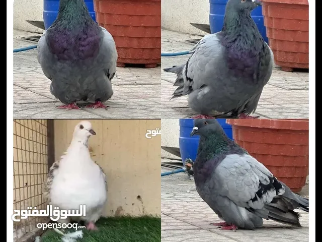 السلام عليكم  الصوره اعلاه لحمام خاص بأحد الإخوان كان اتعرض قبل اسبوع للبيع . الرجاء التواصل معي