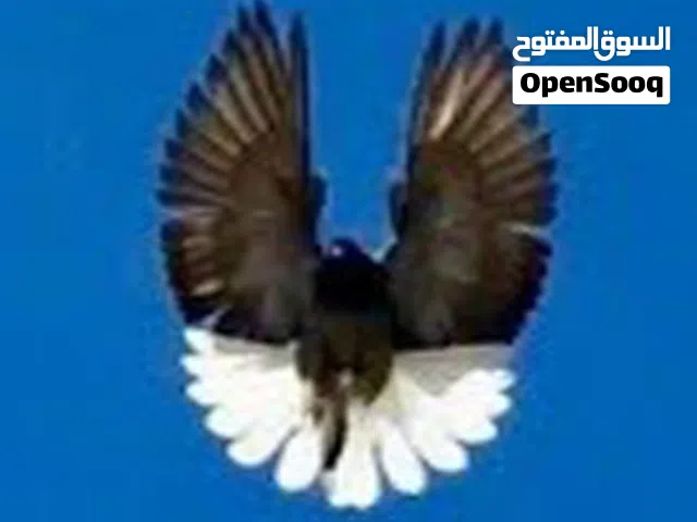 نيكولاي للبيع / اقرأ الوصف