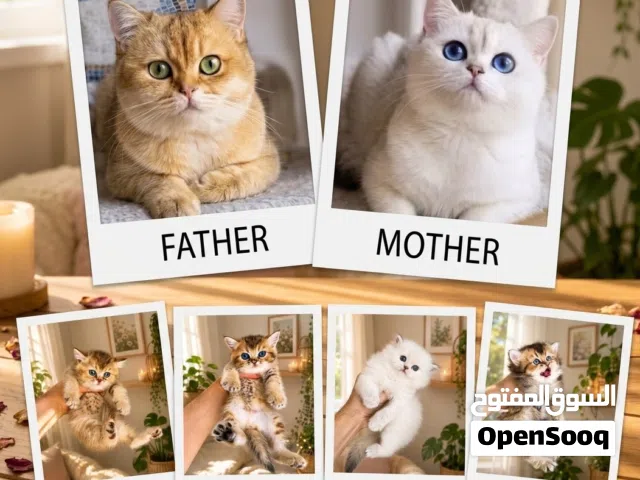 Purebred British Shorthair Training: Litter box & food trained Age: 45 Days Old