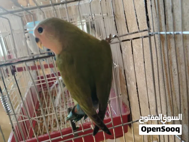 السلام عليكم متوفر الطرف بركاتيلو بعمر شهرين ونص اقرا الوصفه