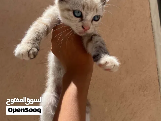 قط للتبني العمر شهرين و نص