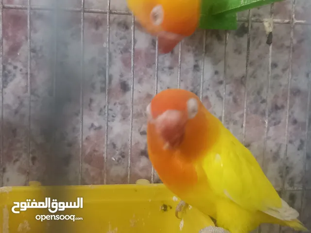 طيور روز وفشر وحب القراء الوصف تفاصيل اسعار حرق zzzzzzzzzzzzzzzzxxxxxxxxxxhbbbnnnbbbbbbbbbbbbbbbbbb
