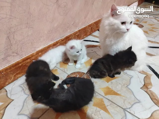 قطط مع اطفالها