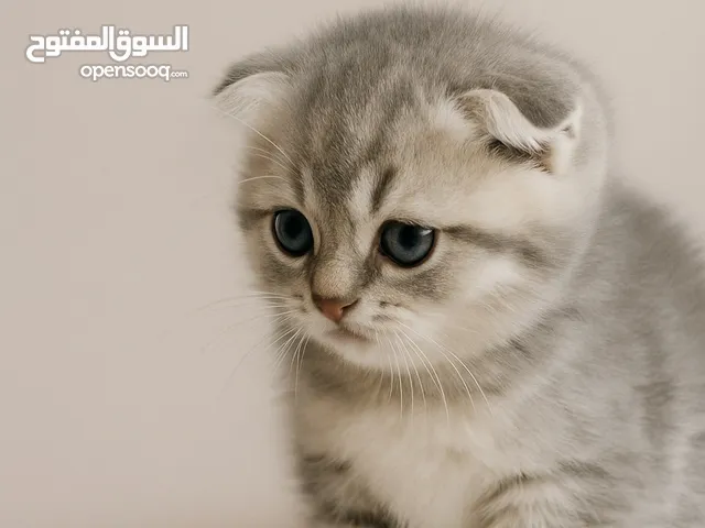 قطه سكوتش فولد نثيه للبيع عمرها شهرين لعوبه وحلوه واذانها مطويه لونها رمادي فاتح