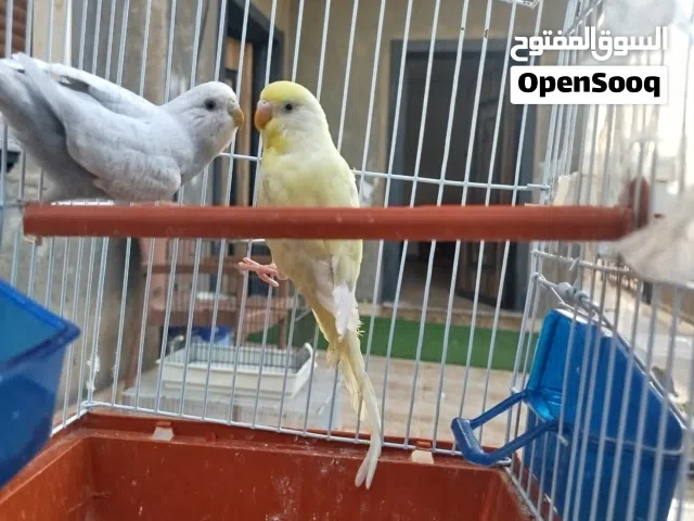 زوز انتي بقيلينو لون ونضفه الله يبارك