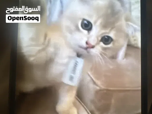 قط سكوتش فولد