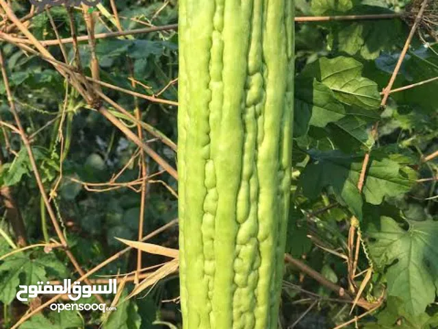 خيارایرانی كبير وعصيري