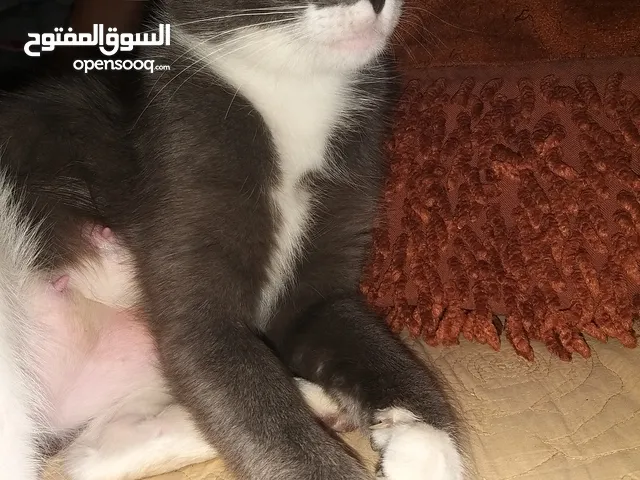 قطة سكوتش ستريت مع صغارها عدد اربعة للتبني