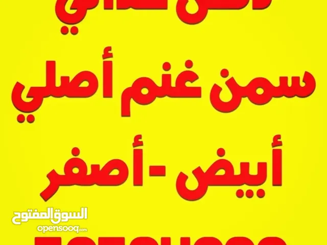 دهن عداني اصلي سمن غنم فاخر حياكم الله عالشغل الطيب