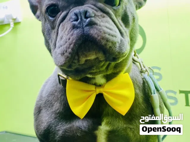 French Bulldog Male Very Friendly (toilet Trained outdoor) For more video information Contact me