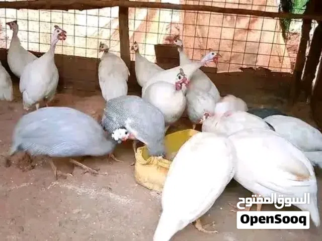 دجاج حبشي أو الفرعوني