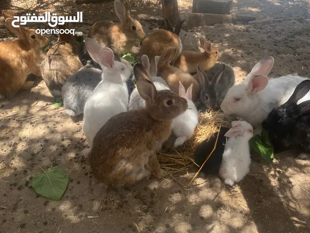 ارانب للبيع جمله ومفرد فرنسي وبلدي الامايات معاشير صحة ممتازه ماخذات مطاعيم ضد الجرب