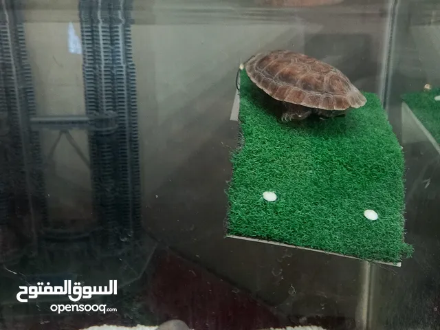 سلحفاه مائية للبيع
